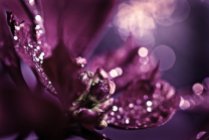 35% off SALE Sparkles purple plum sparkly romantic romance love dark women spring elegant - Sparkles - Fine Art Photography Print