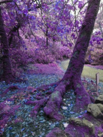 Mysterious Trees Photography - 8 z 10 Purple Fairy Trees- Print Elegant -Whimsical Woodland Moss Fine Art - Home Decor