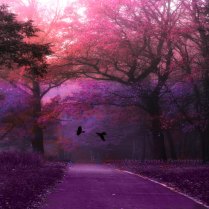 Nature Photography, Surreal Haunting Trees Forest Woodlands, Ravens, Purples Pink Fine Art Nature Photograph