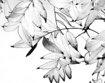 Leaves in Black and White